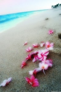 petals for endometriosis